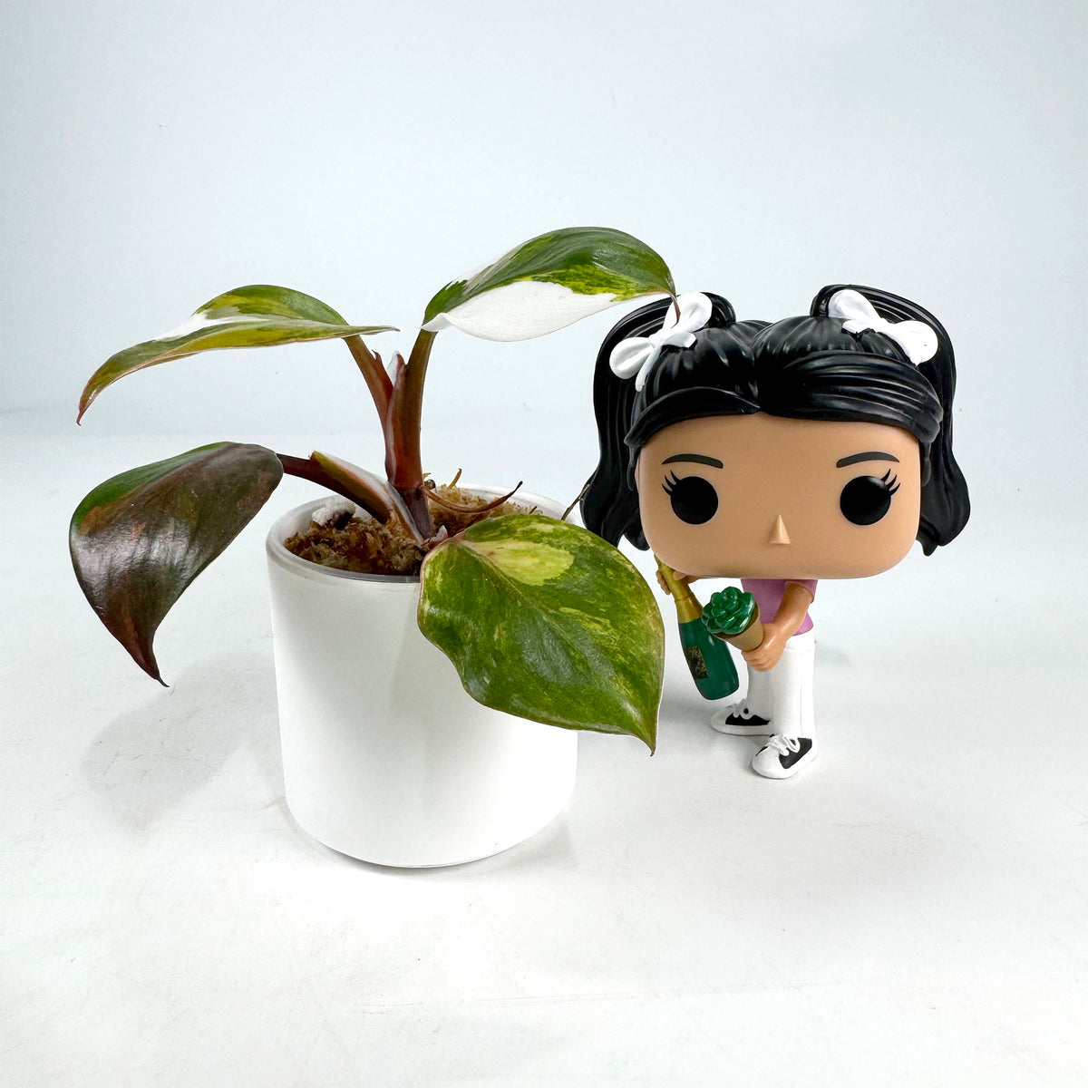 Philodendron Erubecens White Knight Quadricolor (4105)