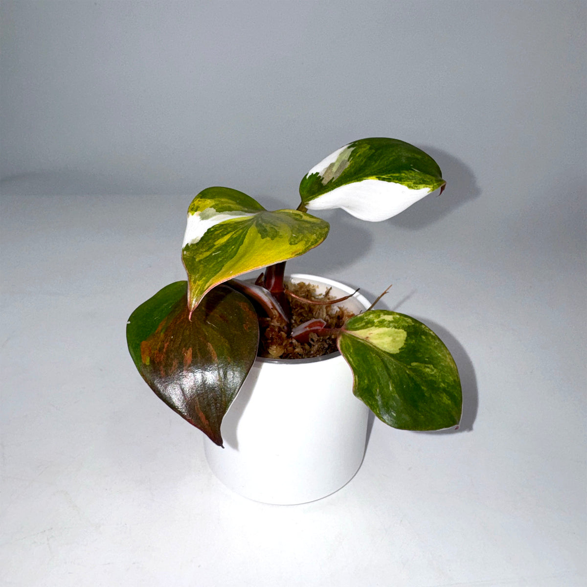 Philodendron Erubecens White Knight Quadricolor (4105)