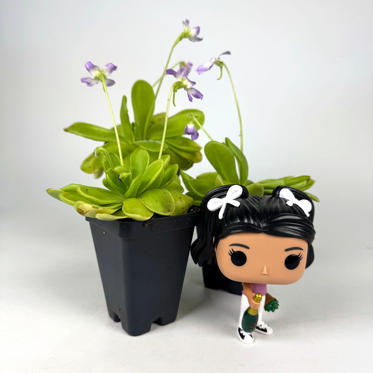 Pinguicula Moranensis Var. Caudata x Sp *Growers Choice*
