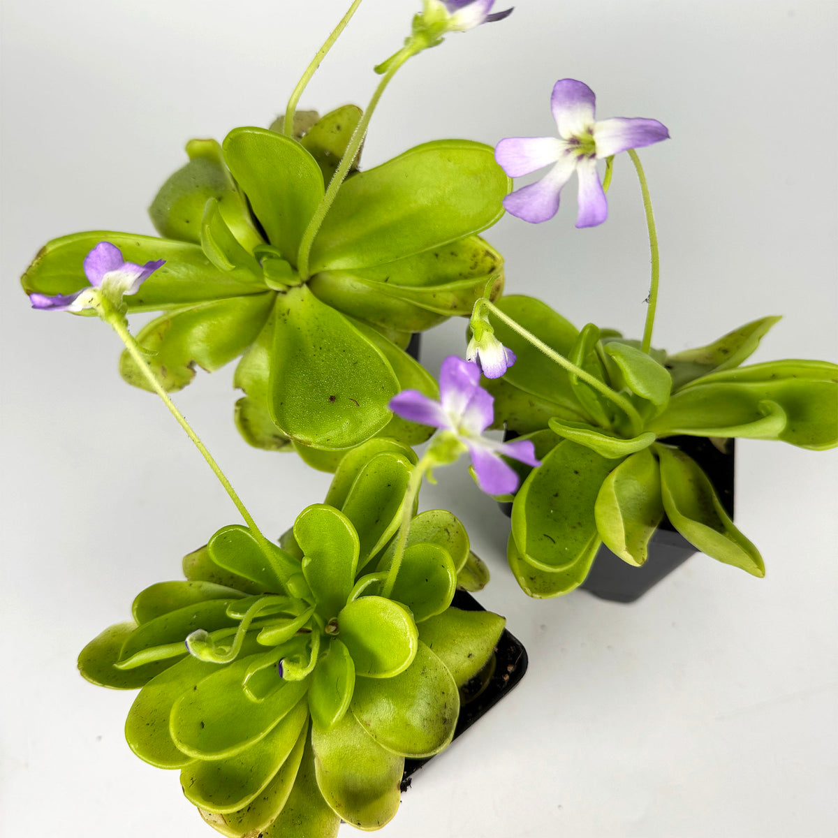 Pinguicula Moranensis Var. Caudata x Sp *Growers Choice*
