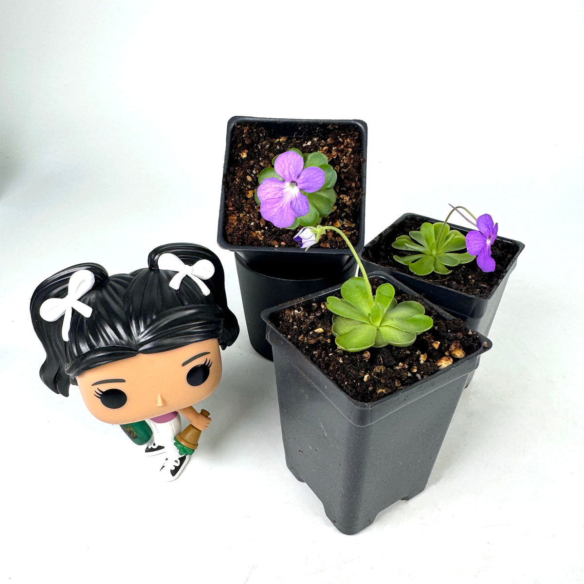 Pinguicula Cyclosecta *Growers Choice*