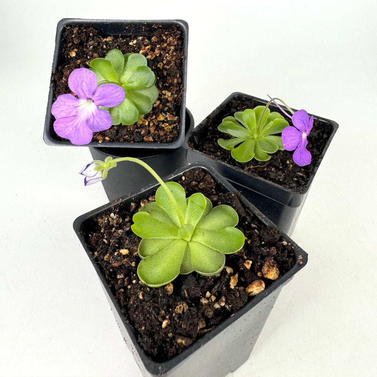 Pinguicula Cyclosecta *Growers Choice*