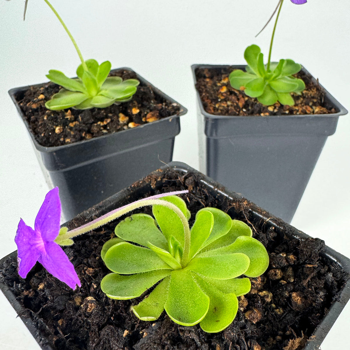 Pinguicula Cyclosecta *Growers Choice*