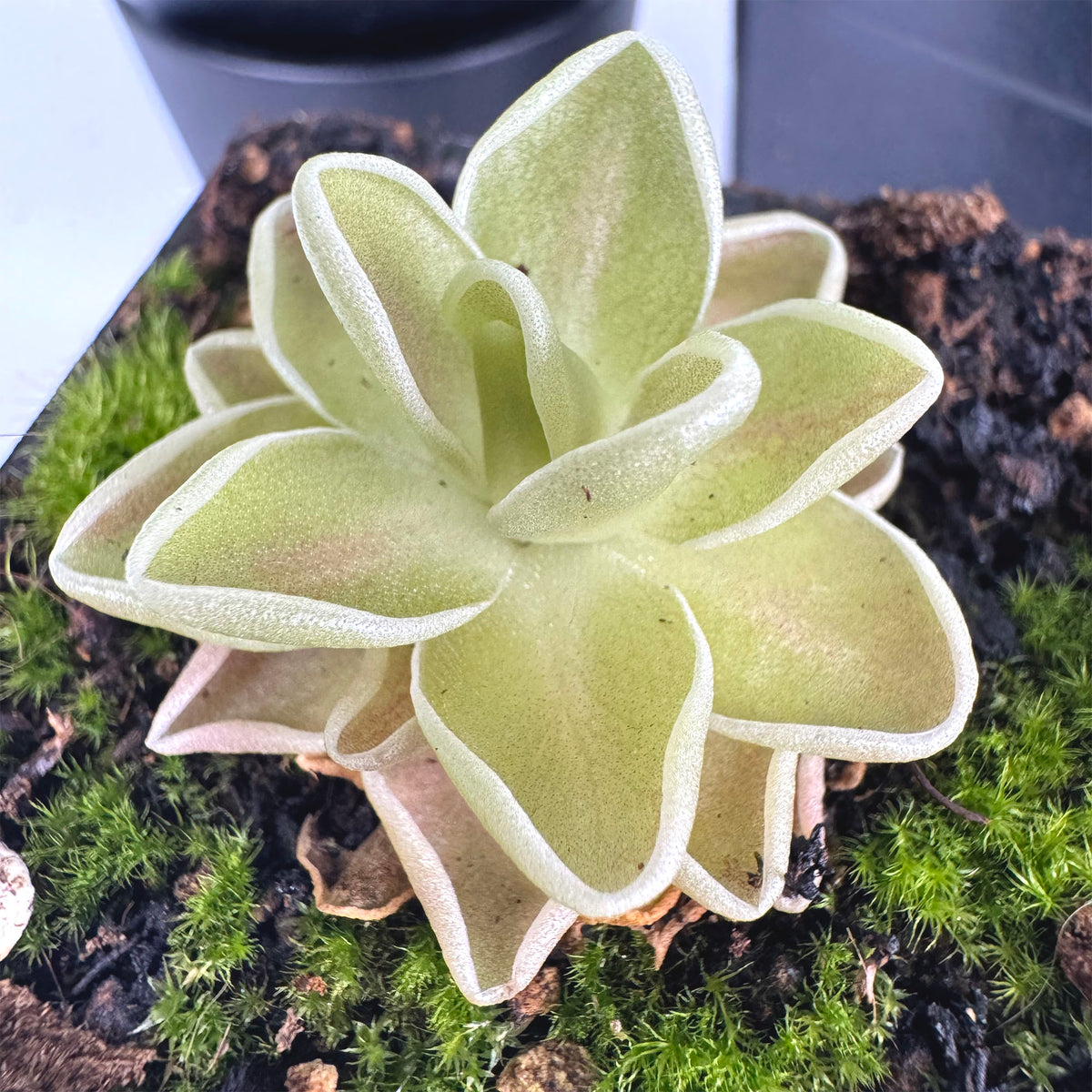 Pinguicula Ehlersiae Cotton Candy *Growers Choice*
