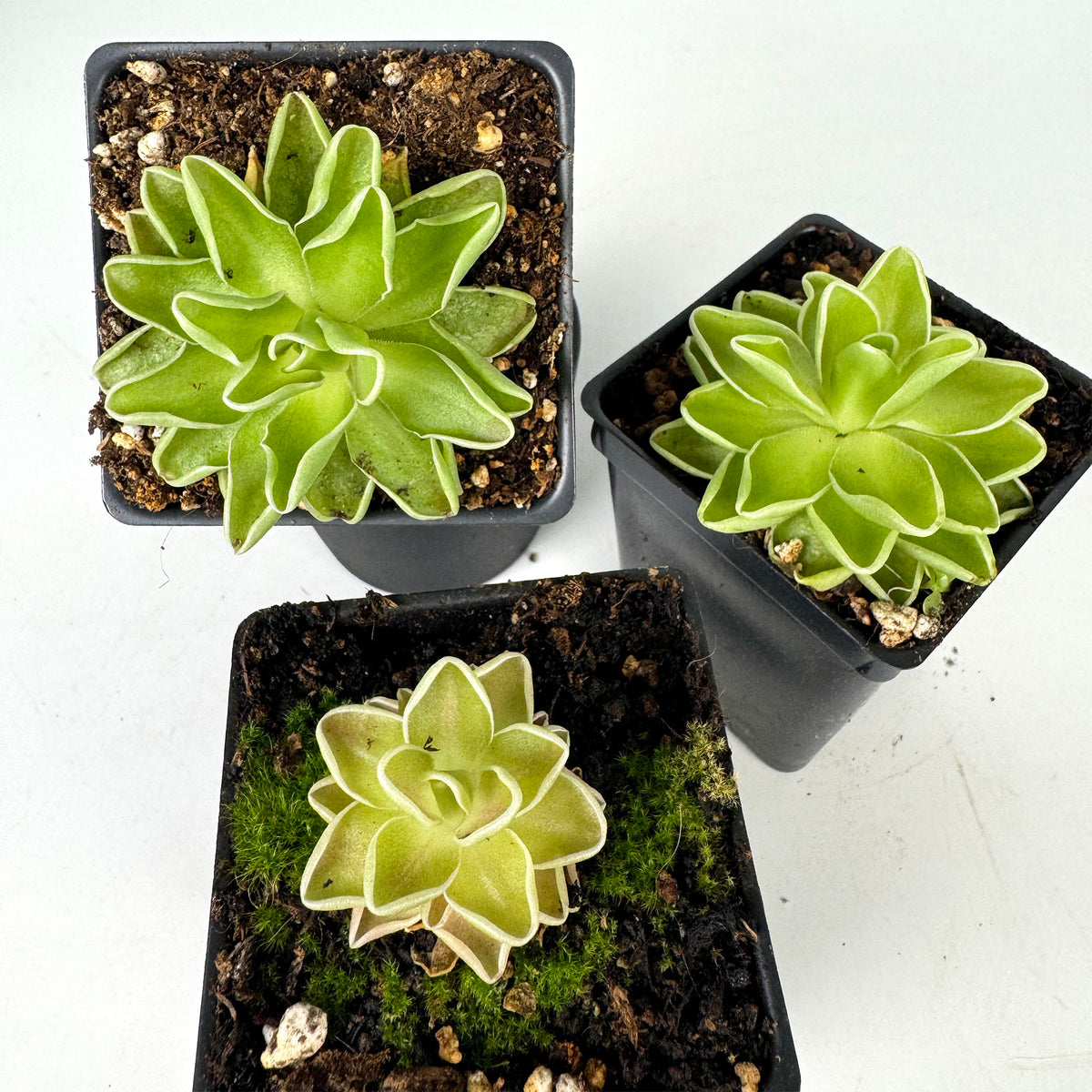 Pinguicula Ehlersiae Cotton Candy *Growers Choice*