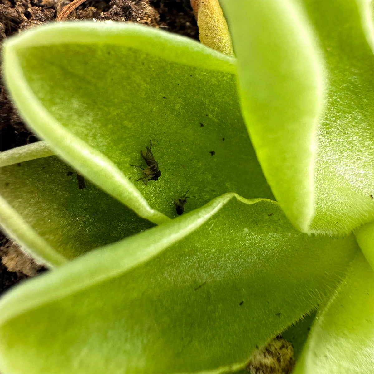 Pinguicula Ehlersiae Cotton Candy *Growers Choice*