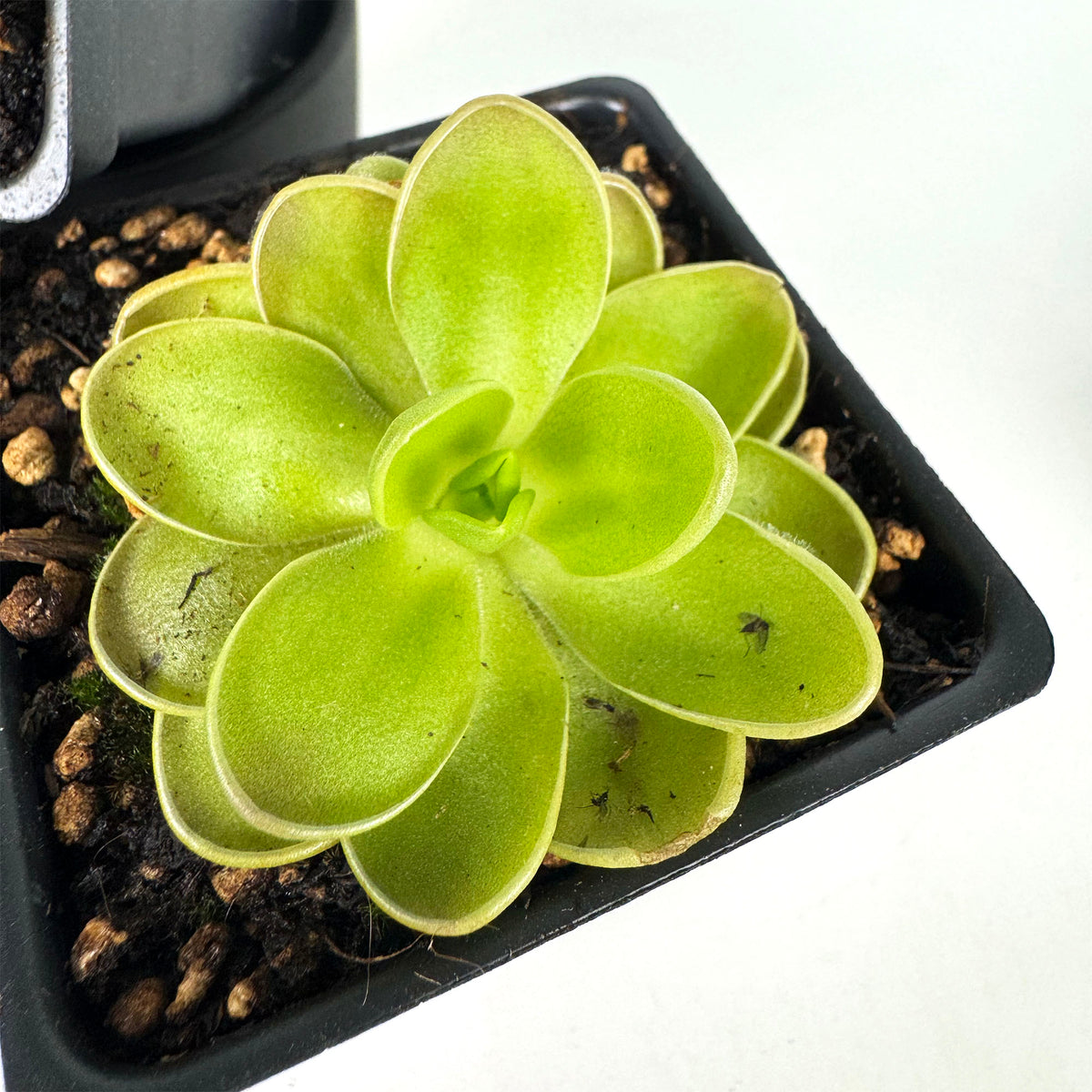 Pinguicula Fiorello III *Growers Choice*