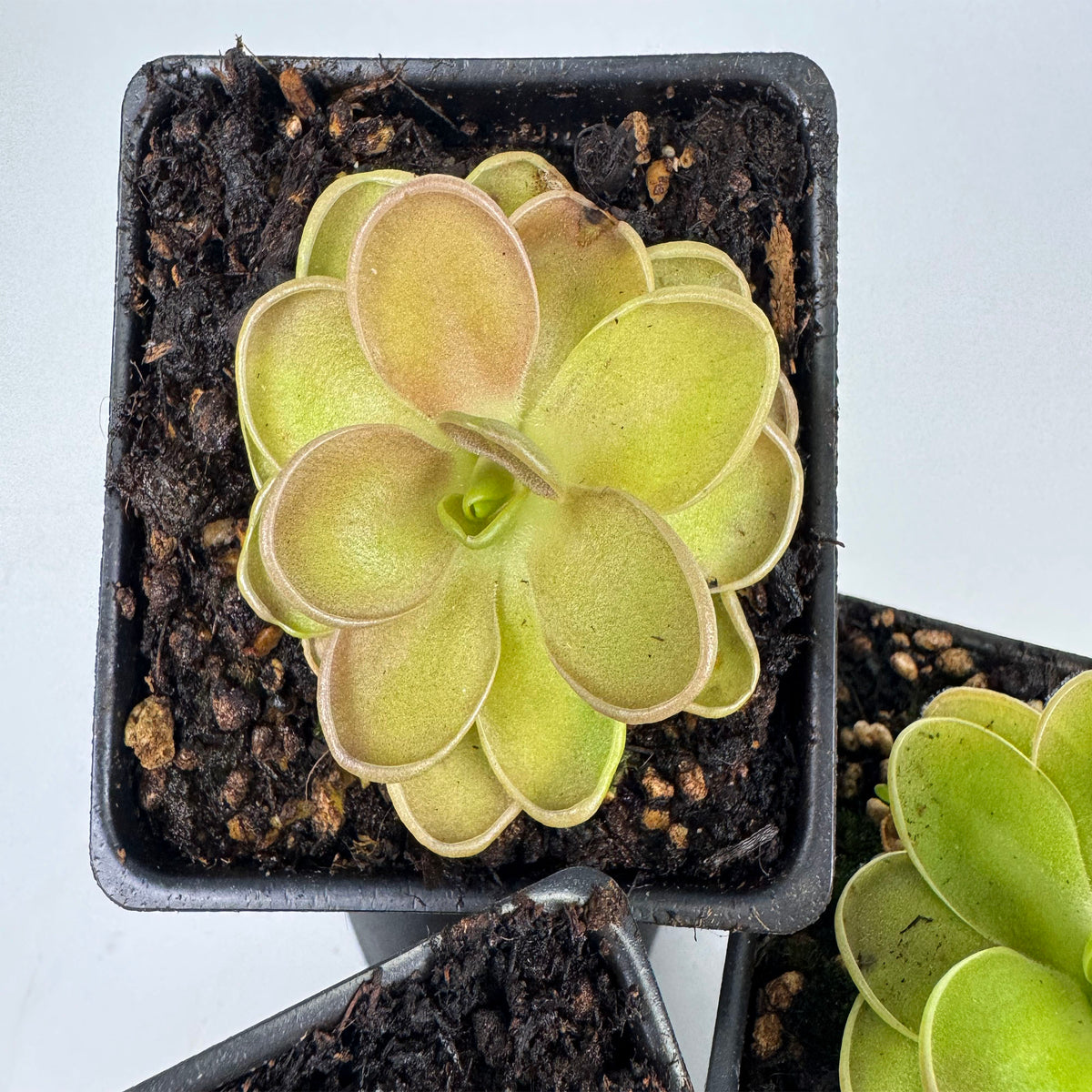 Pinguicula Fiorello III *Growers Choice*