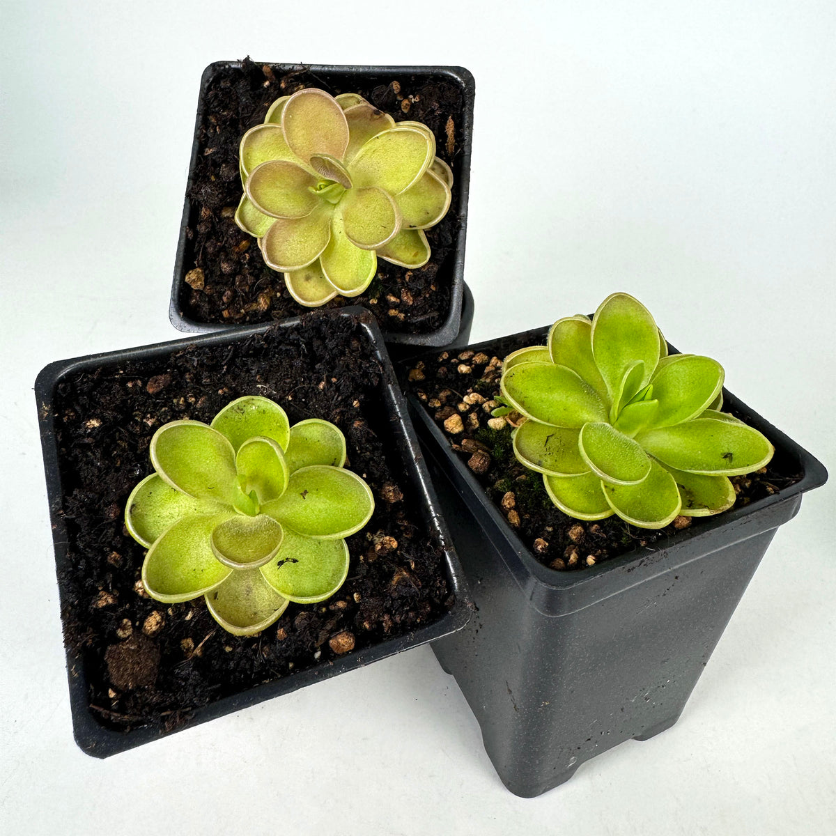 Pinguicula Fiorello III *Growers Choice*