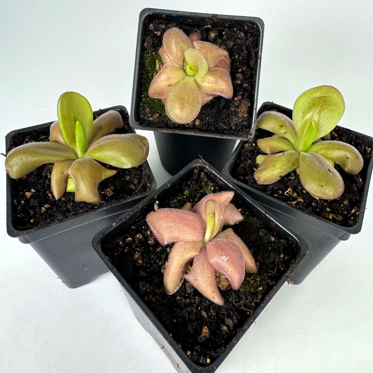 Pinguicula Mehitable *Growers Choice*