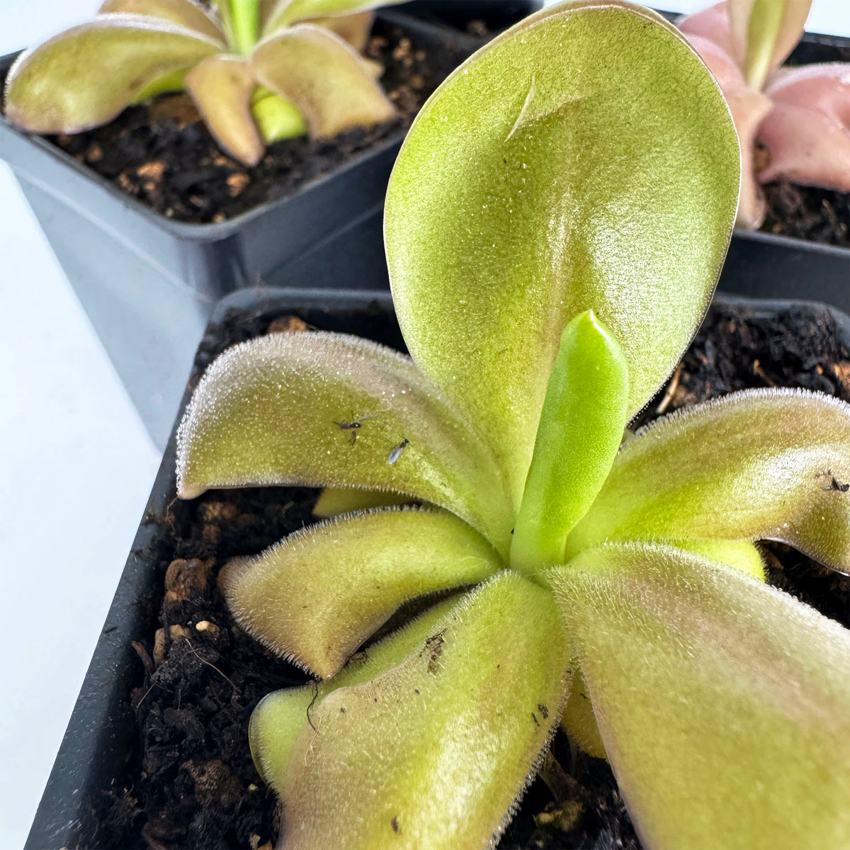 Pinguicula Mehitable *Growers Choice*