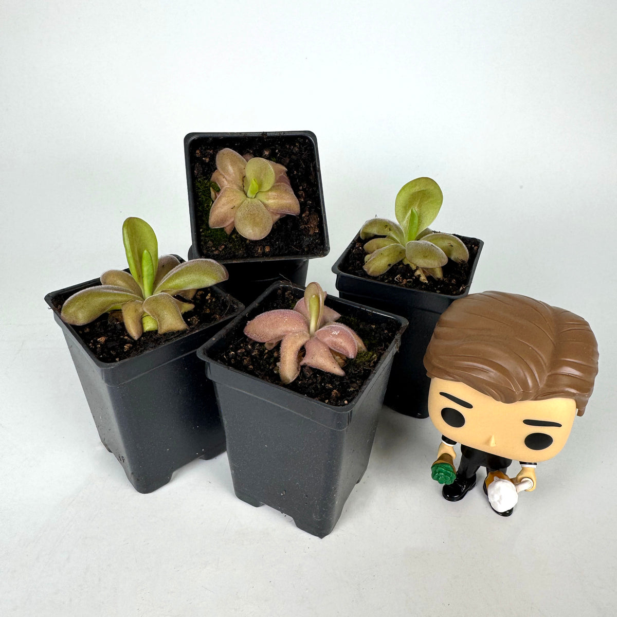 Pinguicula Mehitable *Growers Choice*