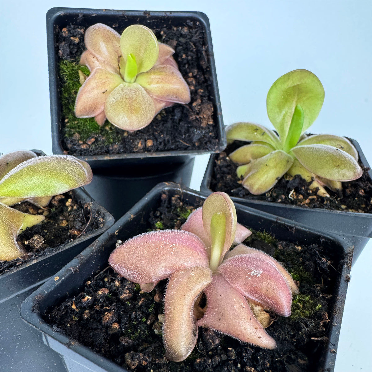 Pinguicula Mehitable *Growers Choice*