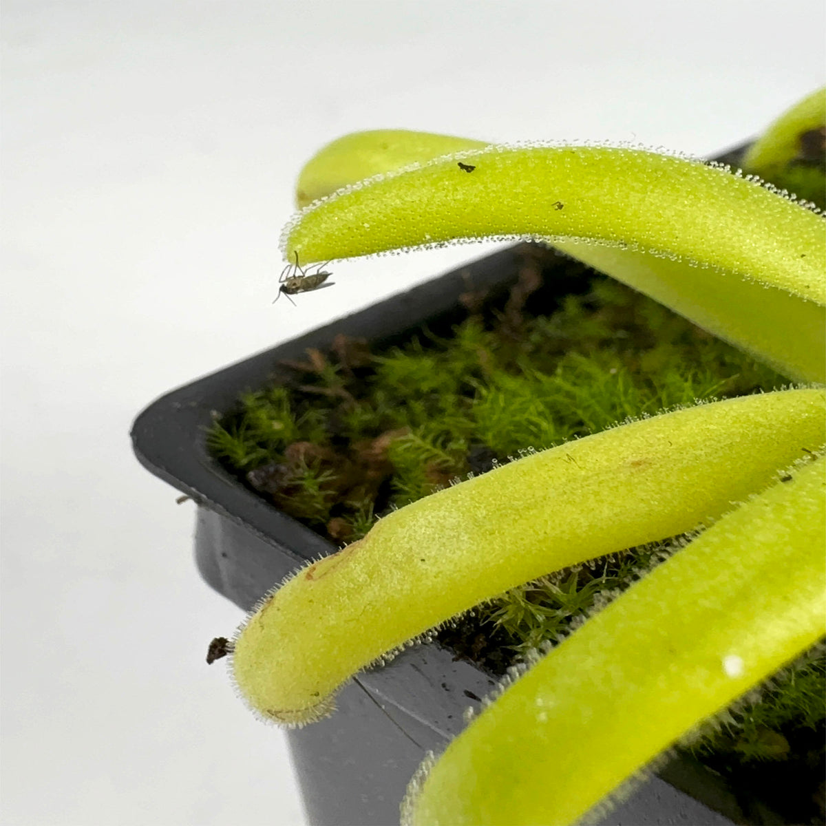 Pinguicula Moctezumae x Martinezii *Growers Choice*