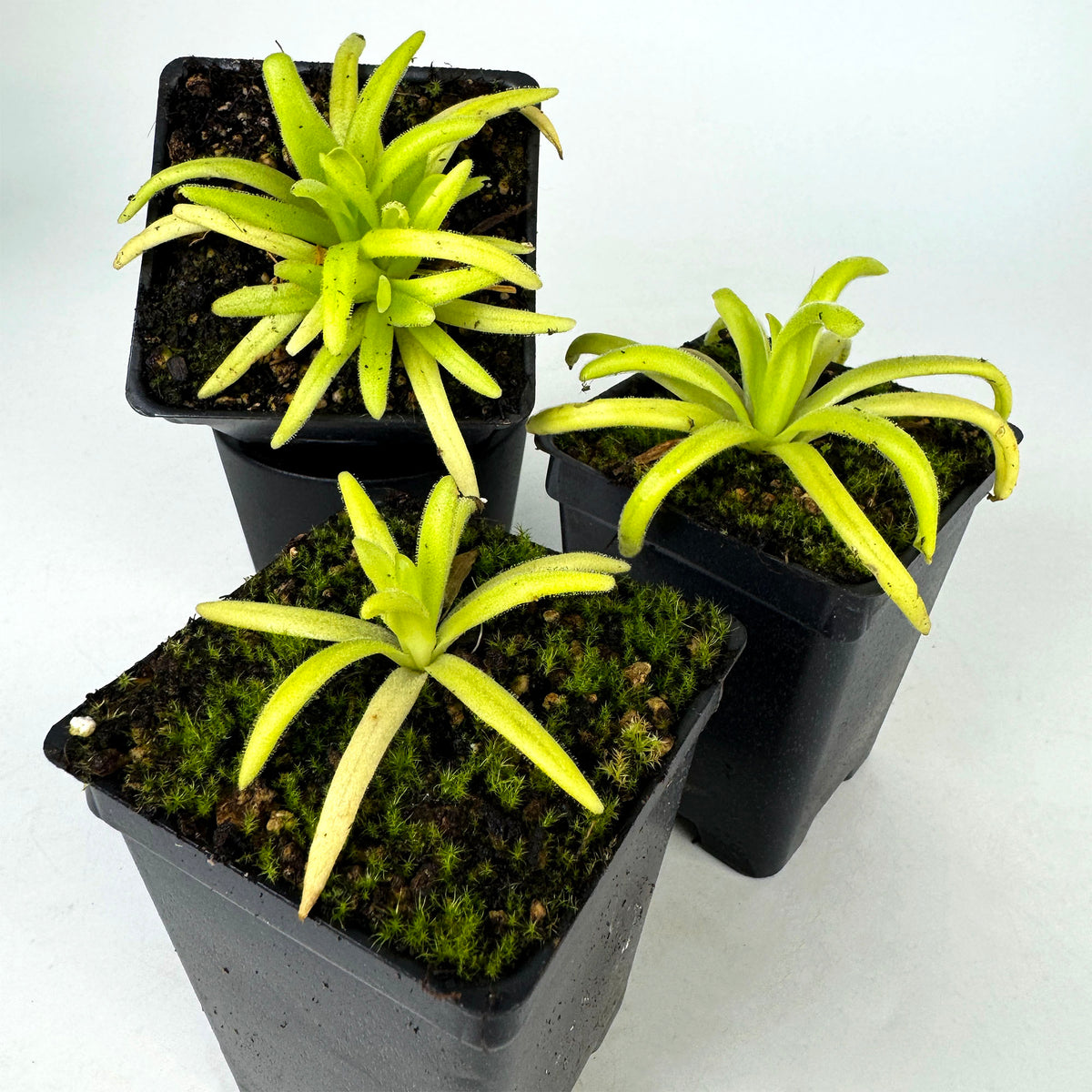 Pinguicula Moctezumae x Martinezii *Growers Choice*
