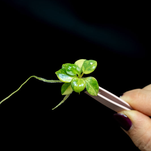 Tissue Culture - Philodendron Billietiae Variegated (Seller's Choice)