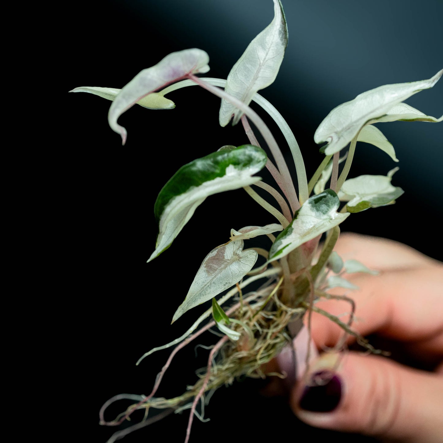 Tissue Culture - Alocasia 'Pink Bambino' Albo Variegated (Seller's Choice)