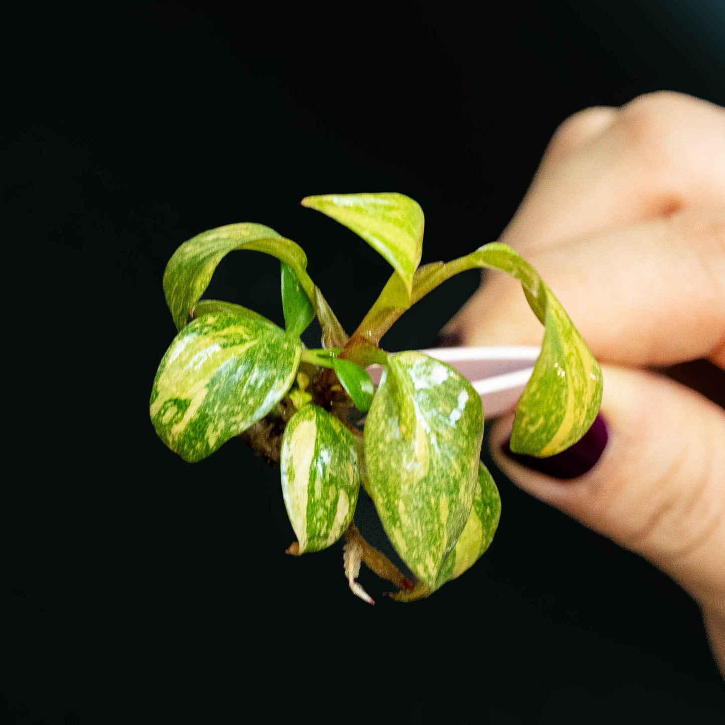 Tissue Culture - Philodendron Orange Princess Variegated (Seller's Choice)