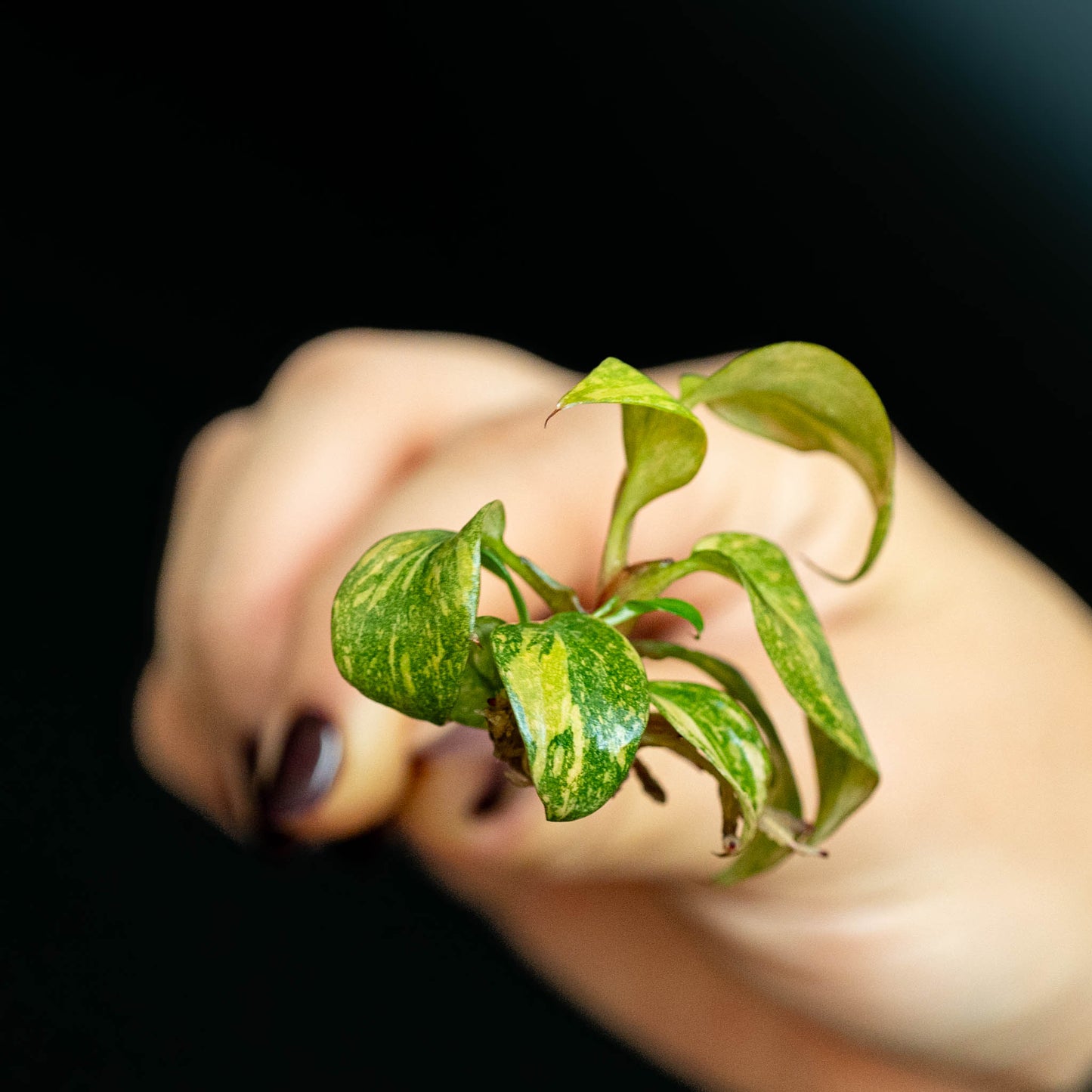 Tissue Culture - Philodendron Orange Princess Variegated (Seller's Choice)