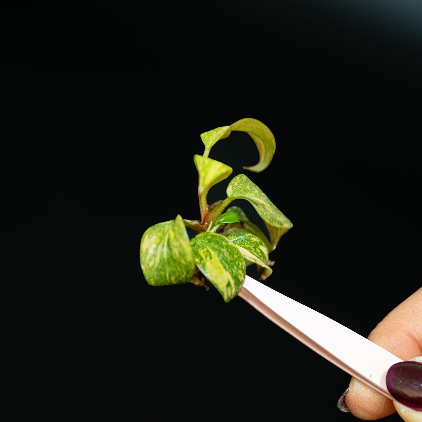 Tissue Culture - Philodendron Orange Princess Variegated (Seller's Choice)