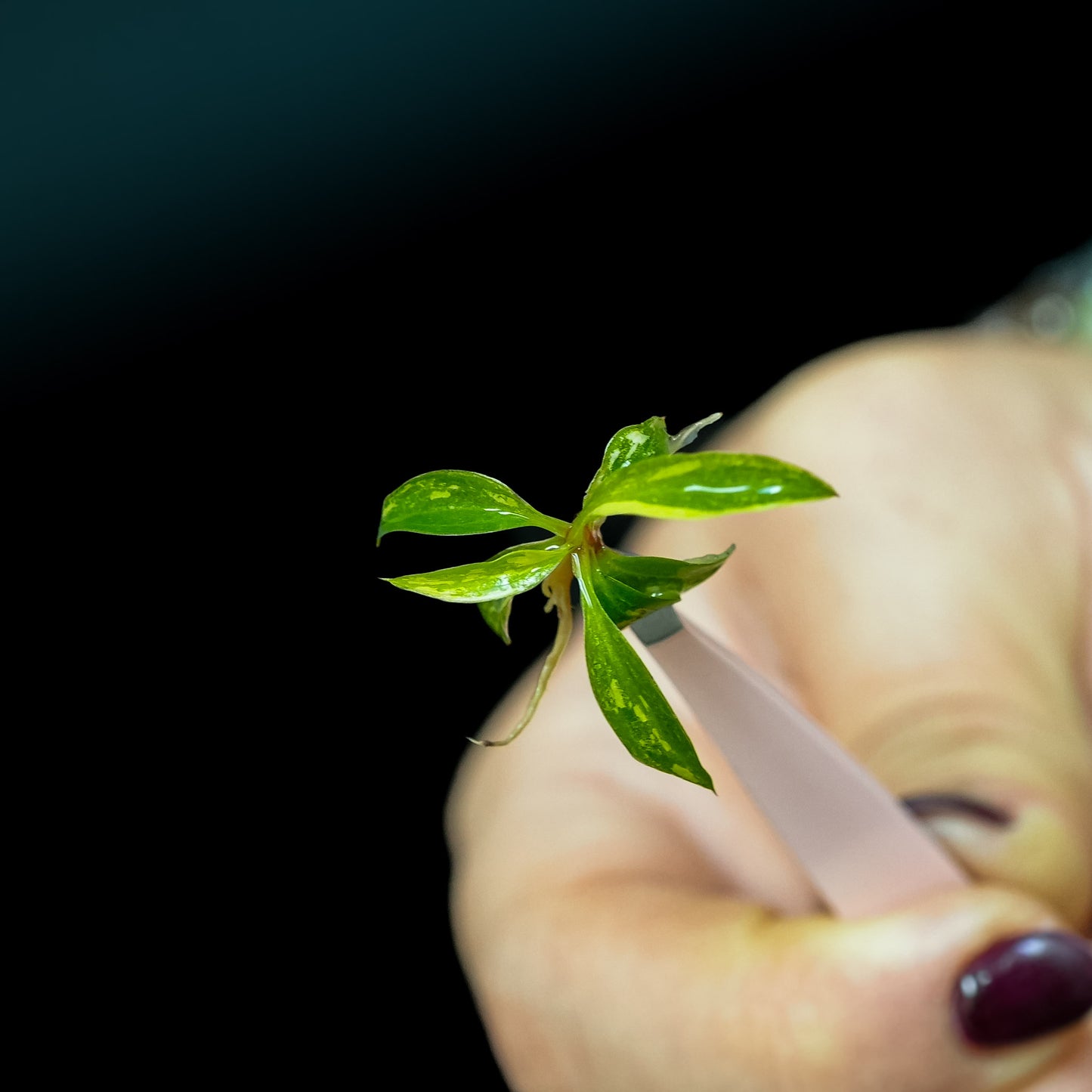 Tissue Culture - Philodendron Caramel Marble Variegated (Seller's Choice)