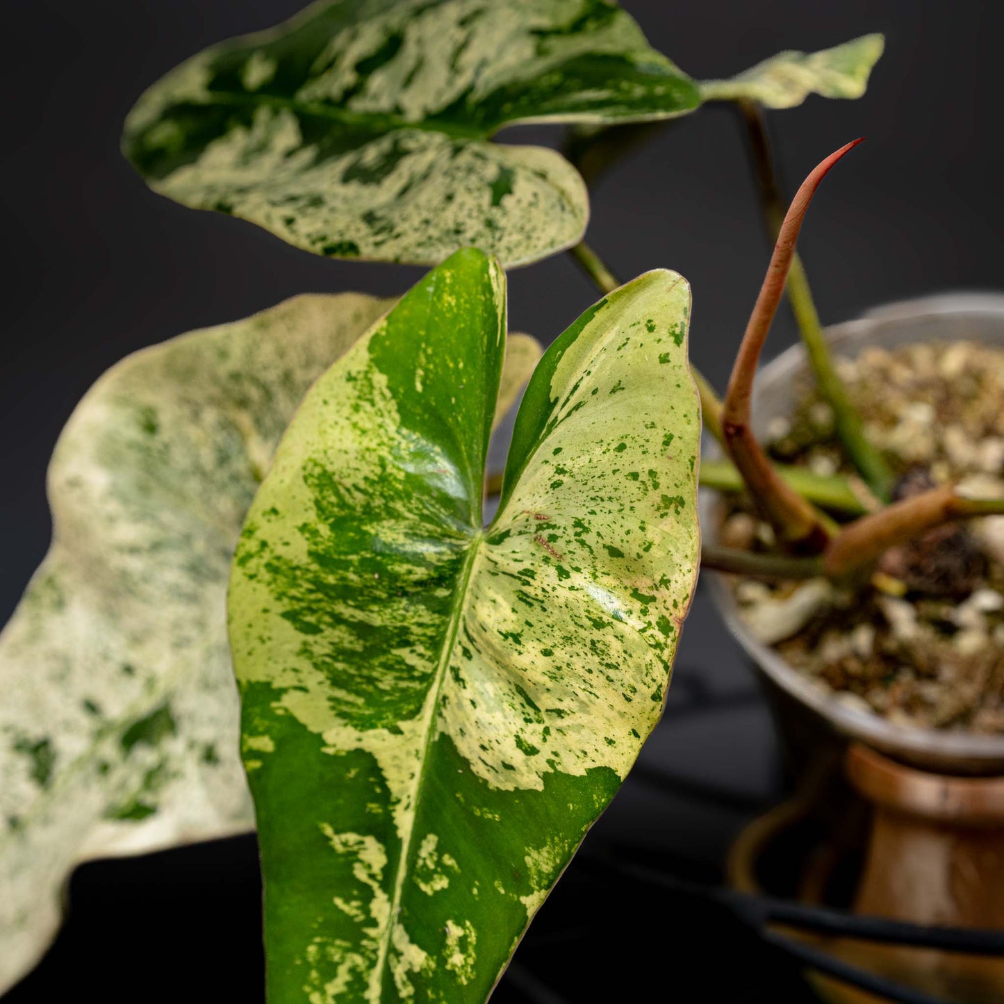 Philodendron Ilsemanii Variegated Unicorn - SD42-01