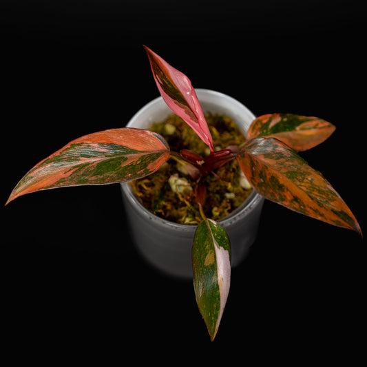 Philodendron Fire Princess (SD43-01)