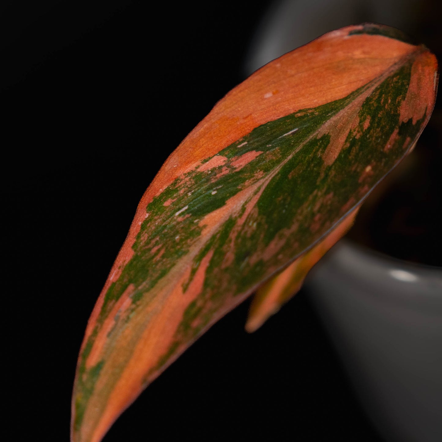 Philodendron Fire Princess (SD43-01)