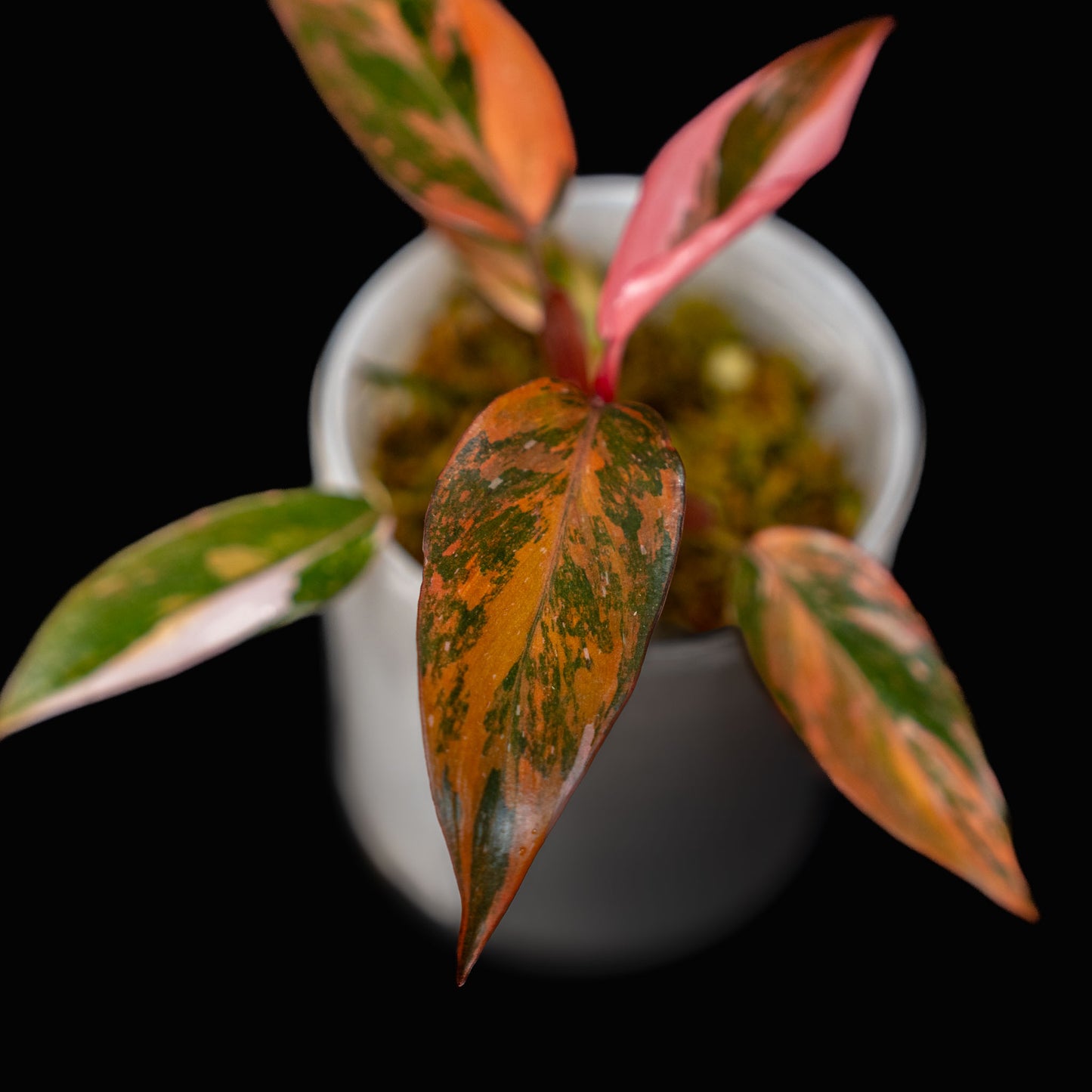 Philodendron Fire Princess (SD43-01)