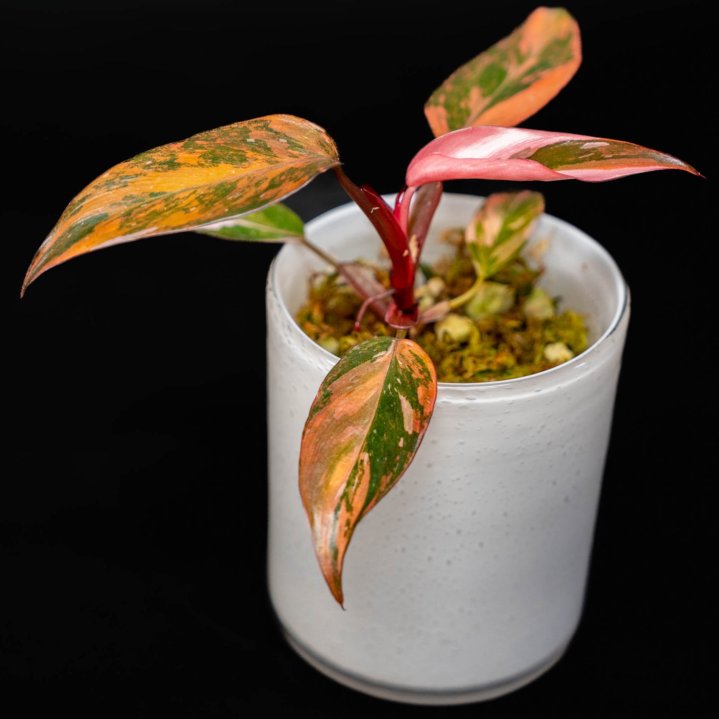 Philodendron Fire Princess (SD43-01)