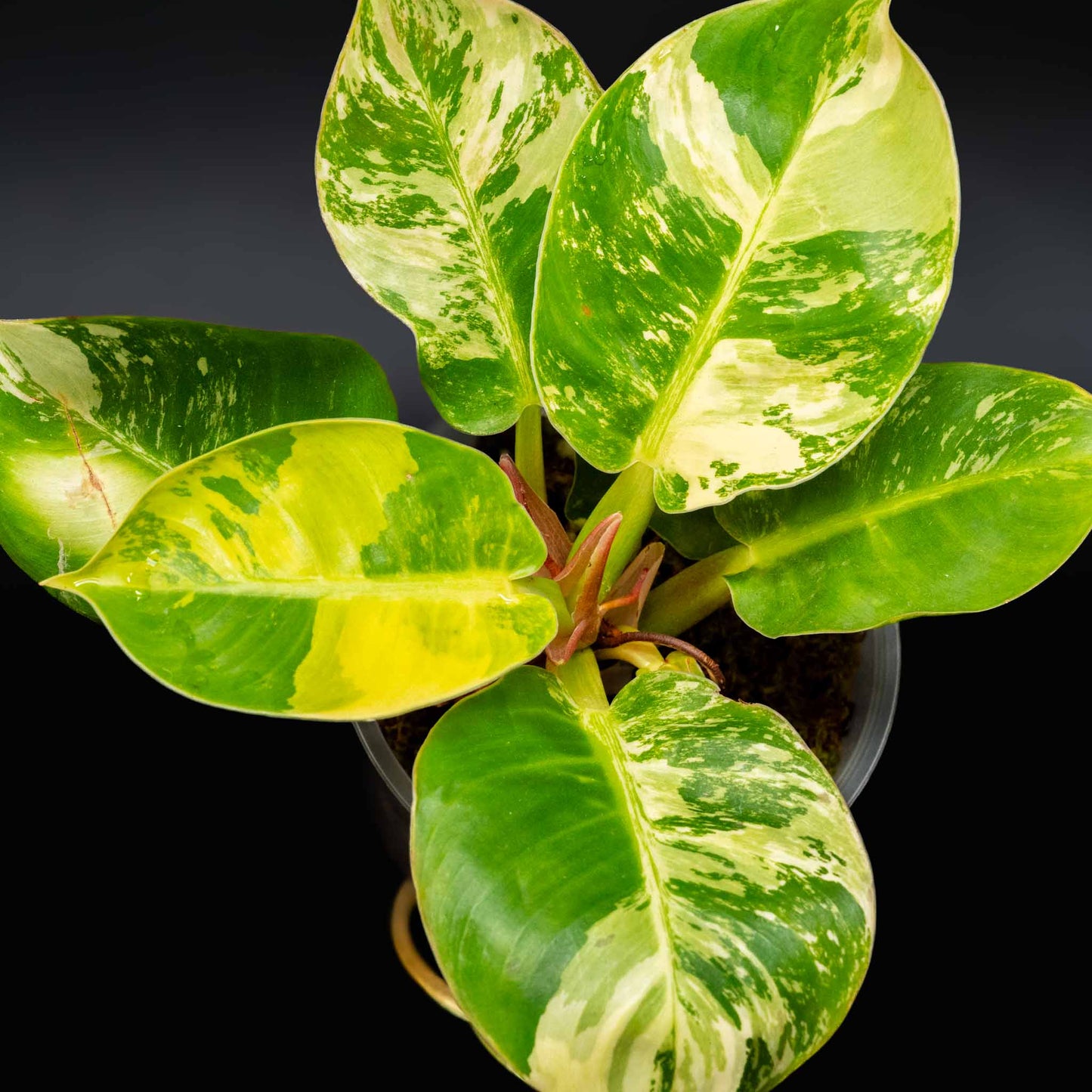 Philodendron 'Moonlight' Variegated (SD43-01)