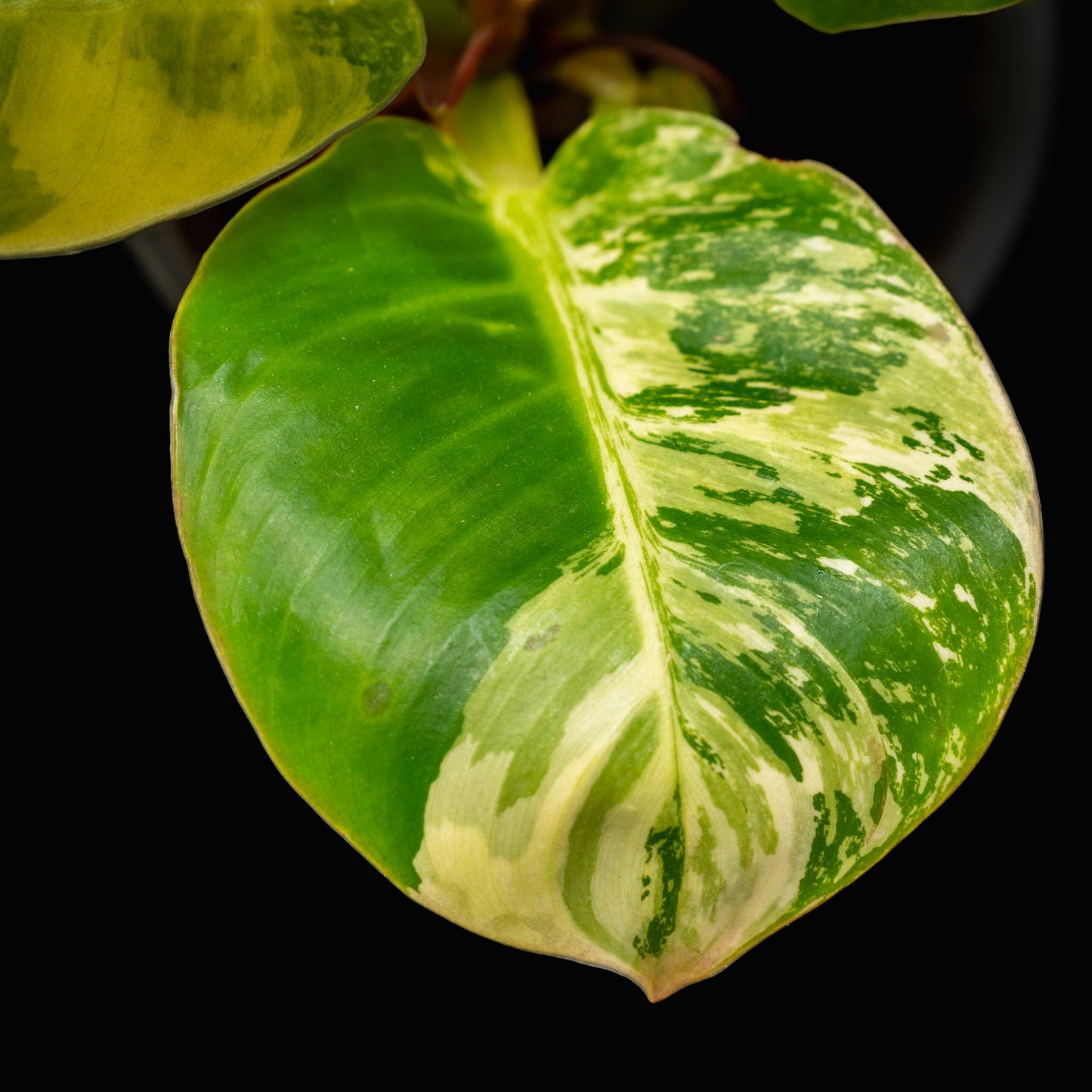 Philodendron 'Moonlight' Variegated (SD43-01)