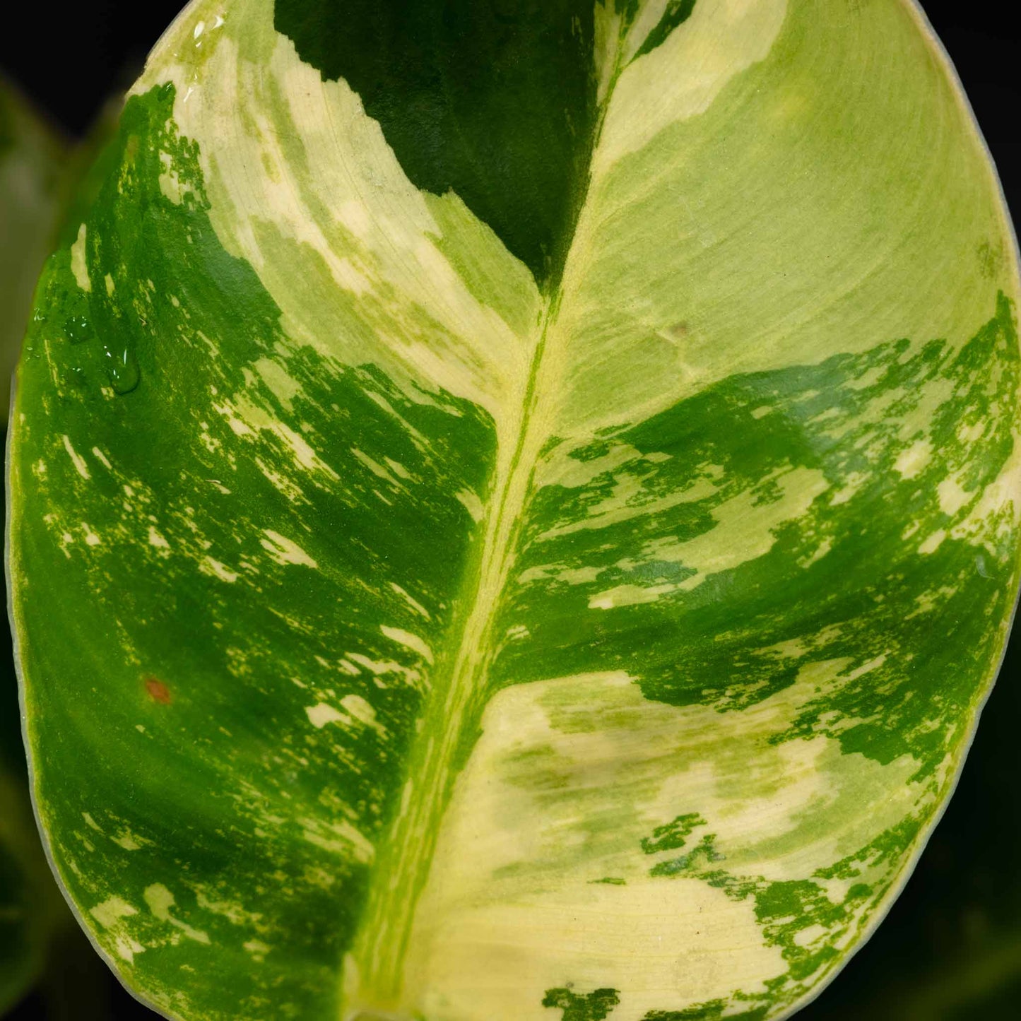 Philodendron 'Moonlight' Variegated (SD43-01)