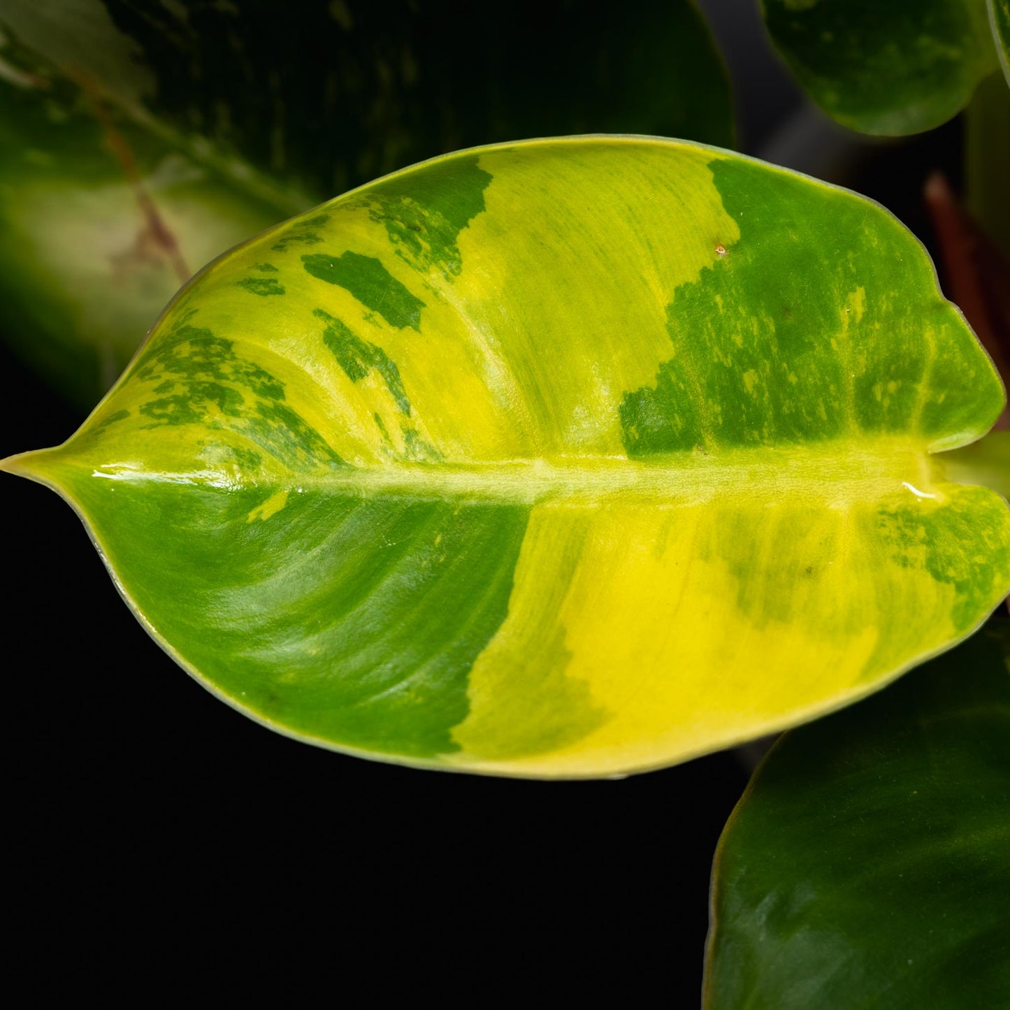 Philodendron 'Moonlight' Variegated (SD43-01)