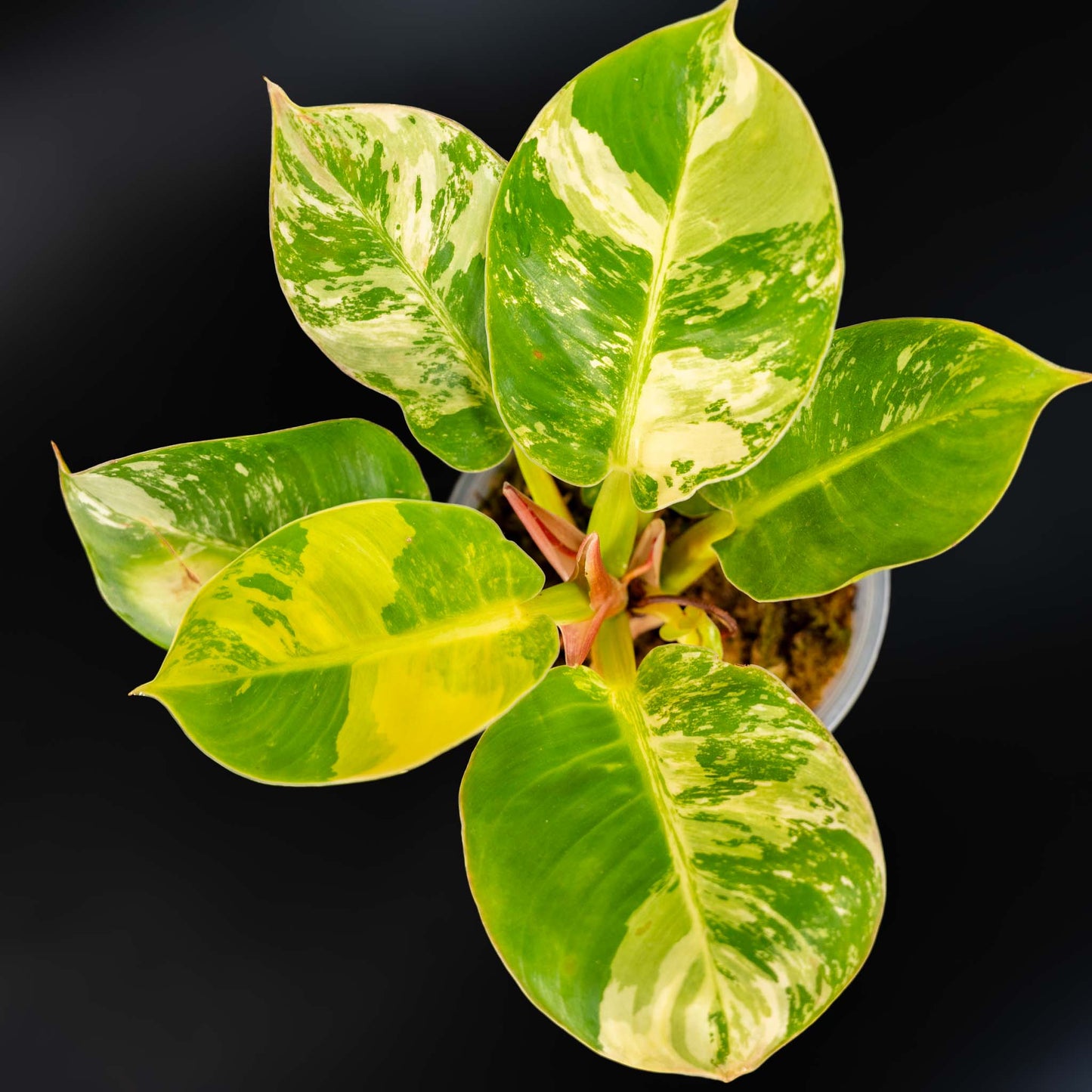 Philodendron 'Moonlight' Variegated (SD43-01)