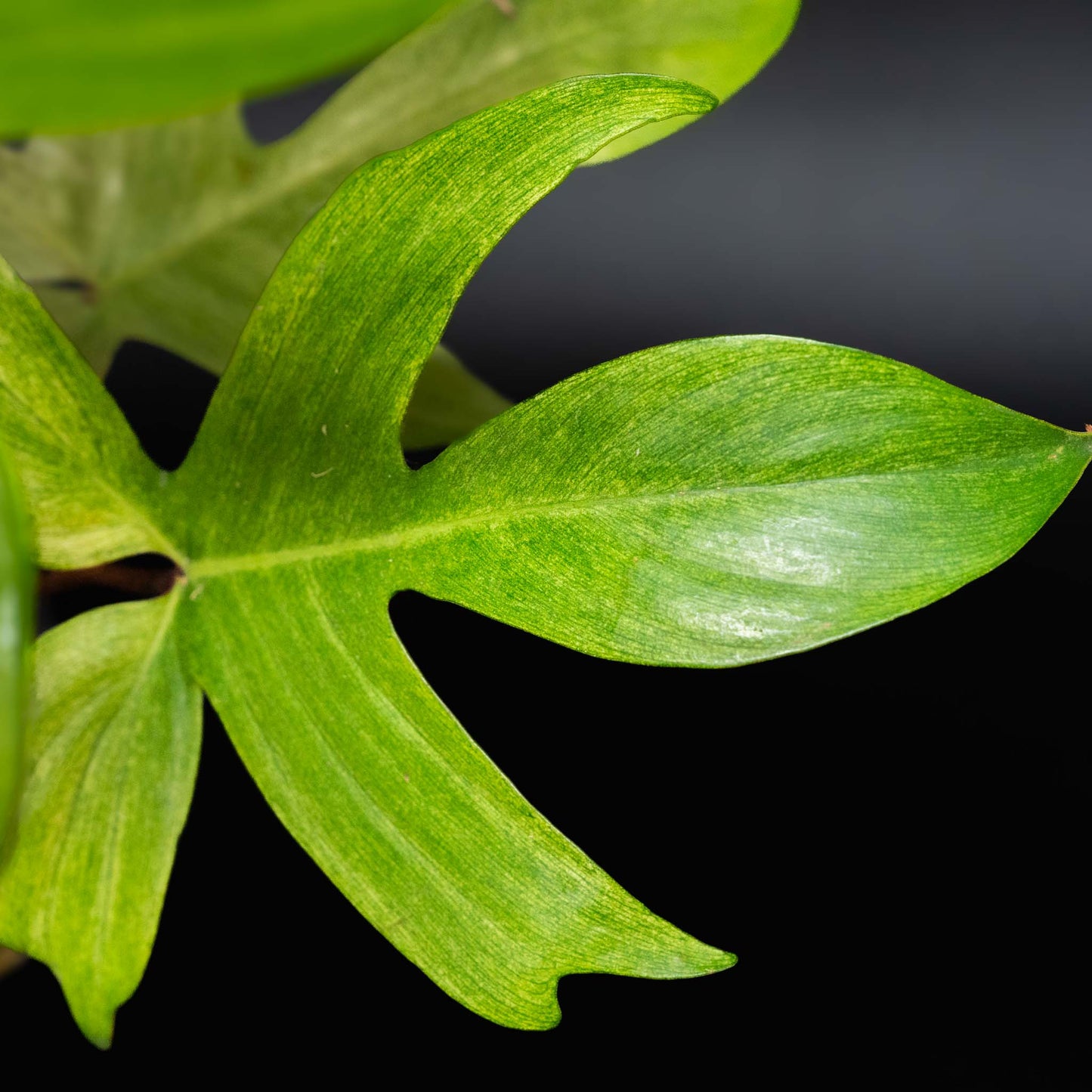 Philodendron 'Florida Ghost' *European stock* (SD43-01)