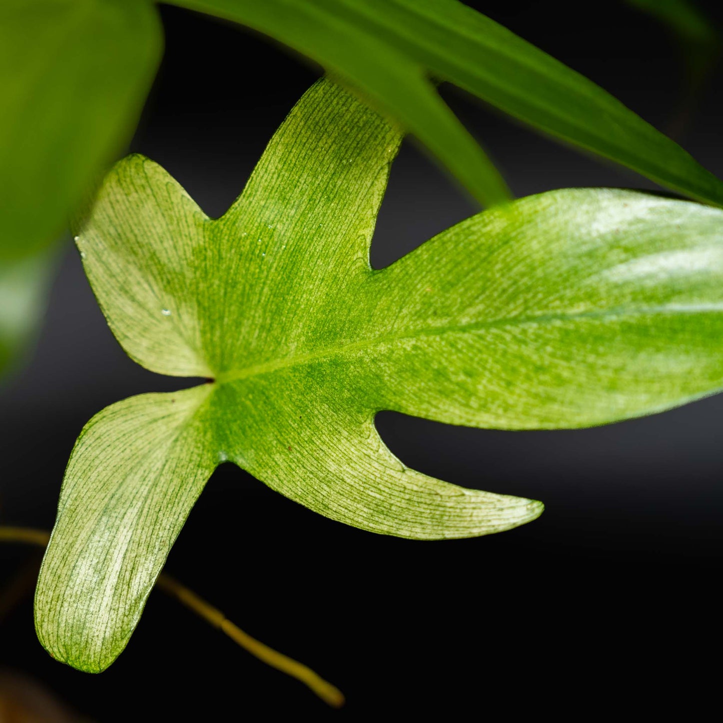 Philodendron 'Florida Ghost' *European stock* (SD43-01)