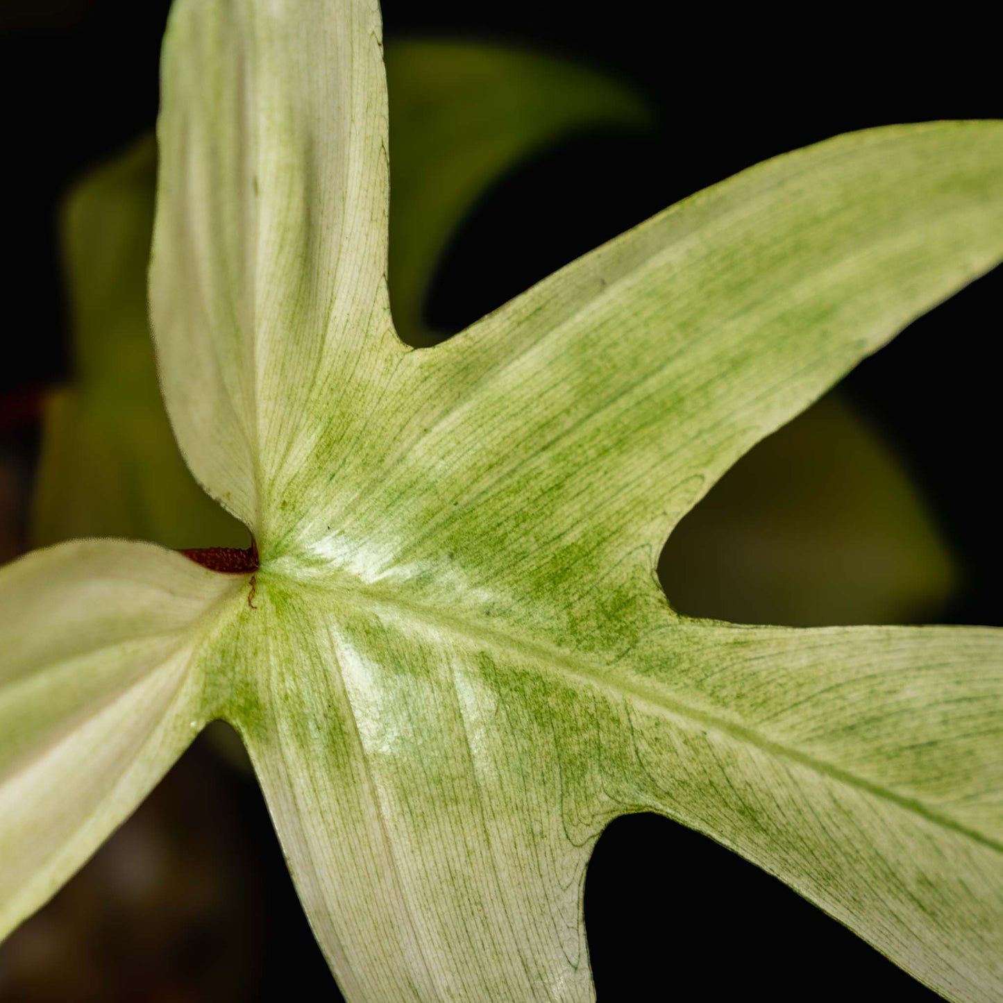 Philodendron 'Florida Ghost' *European stock* (SD43-01)