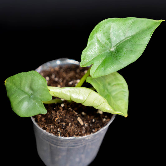 Alocasia Dragon's Breath (Grower's Choice)