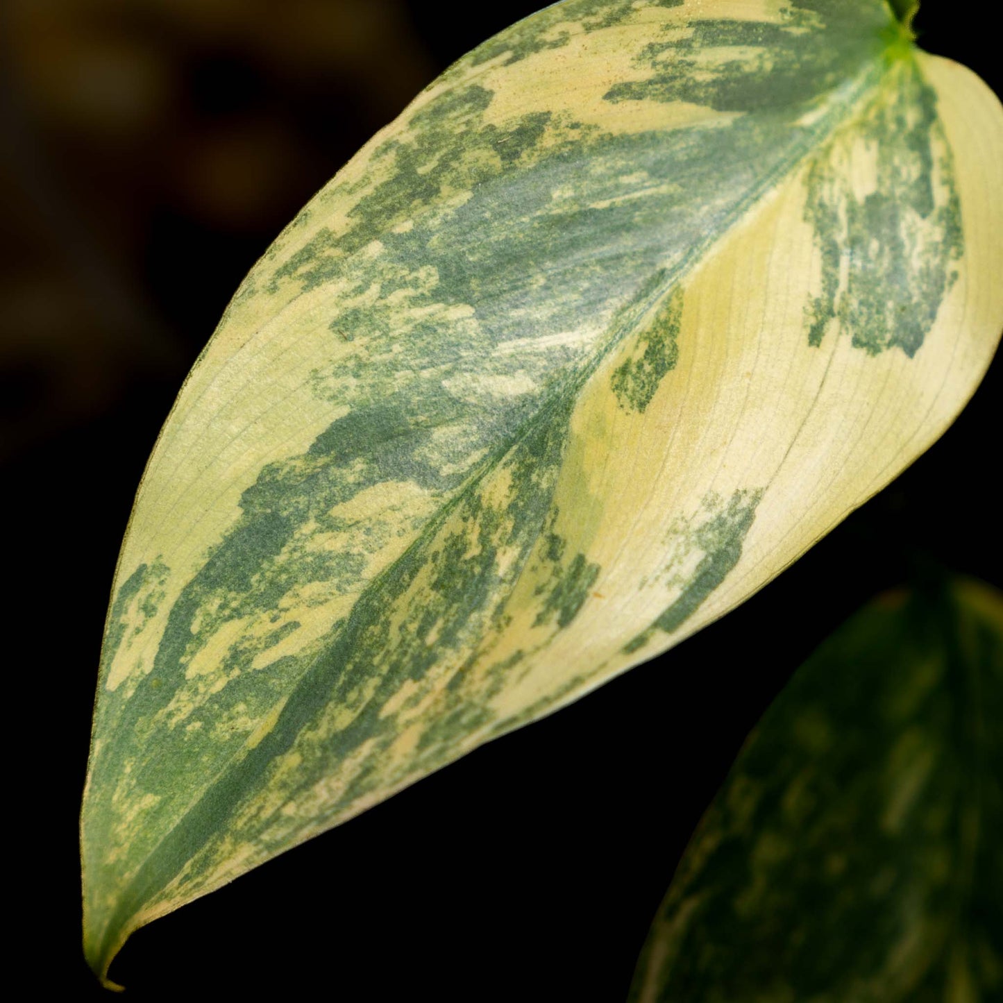 Philodendron 'Silver Sword' Variegated (SD43-01)