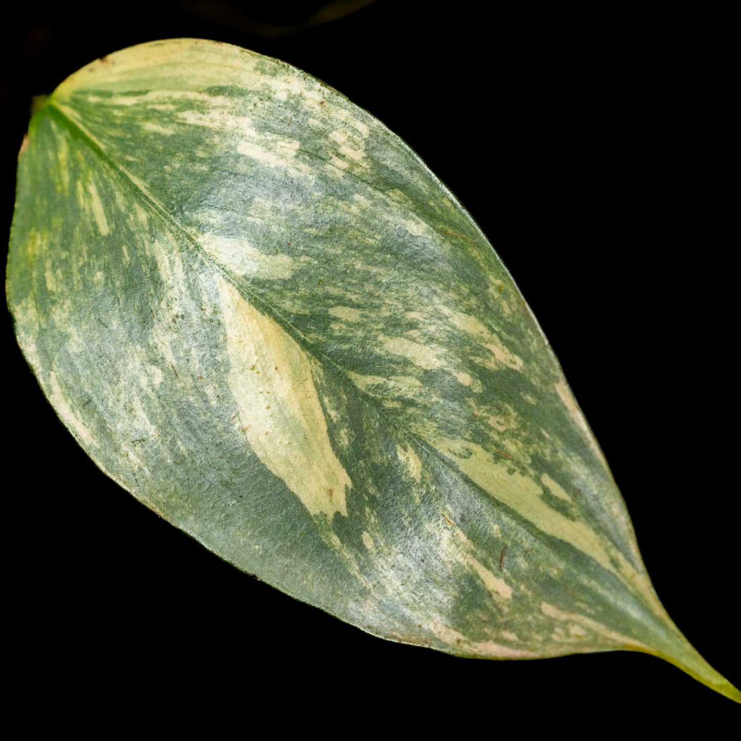 Philodendron 'Silver Sword' Variegated (SD43-01)