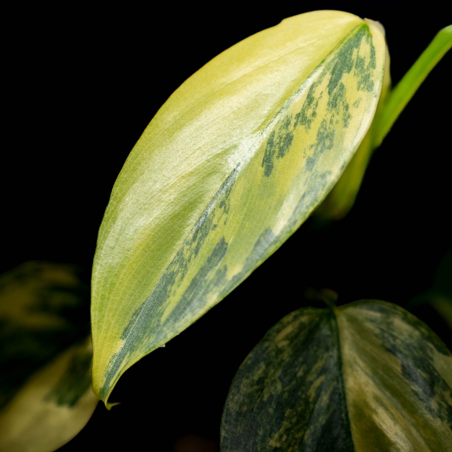 Philodendron 'Silver Sword' Variegated (SD43-01)