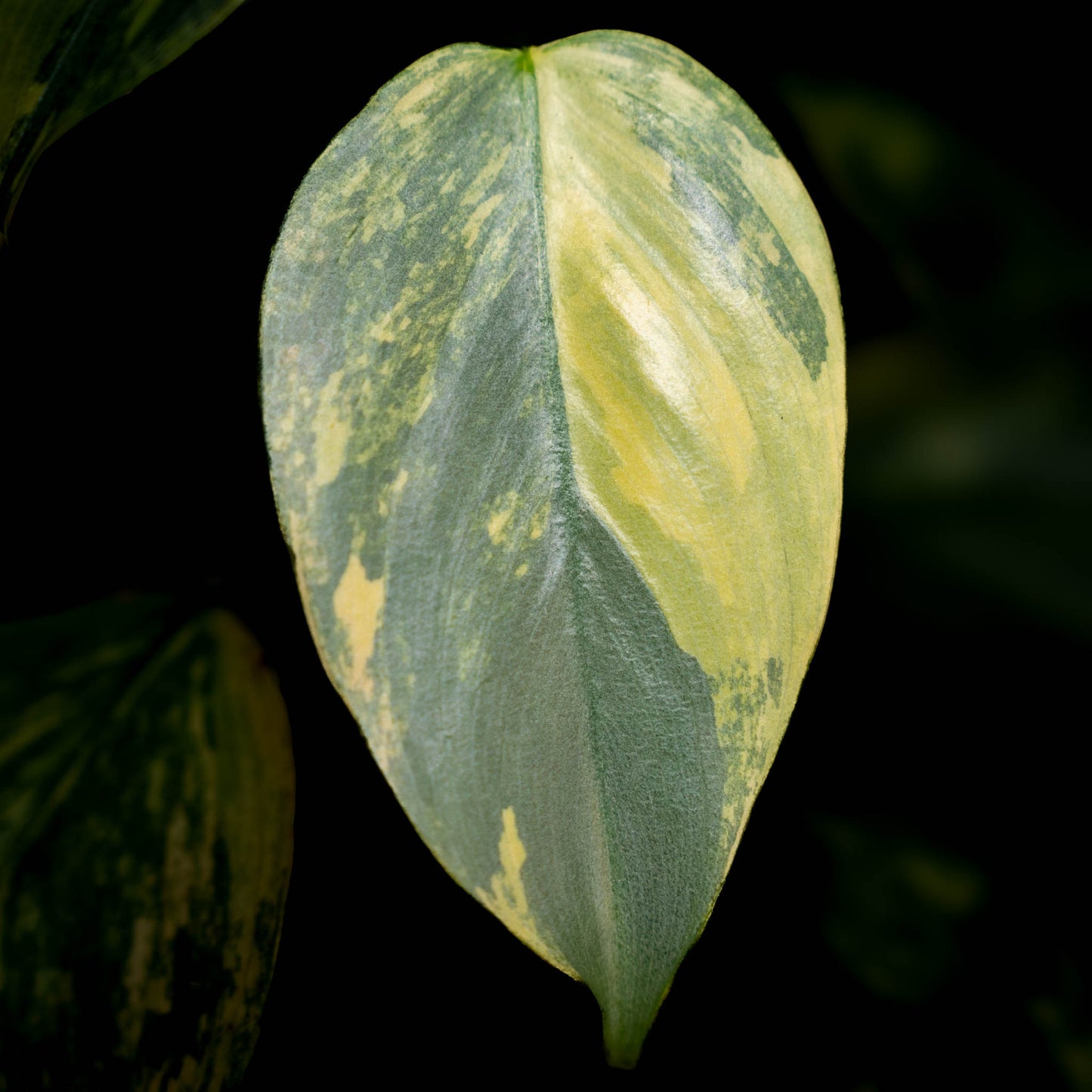 Philodendron 'Silver Sword' Variegated (SD43-01)