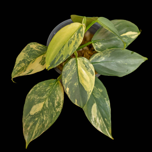 Philodendron 'Silver Sword' Variegated (SD43-01)