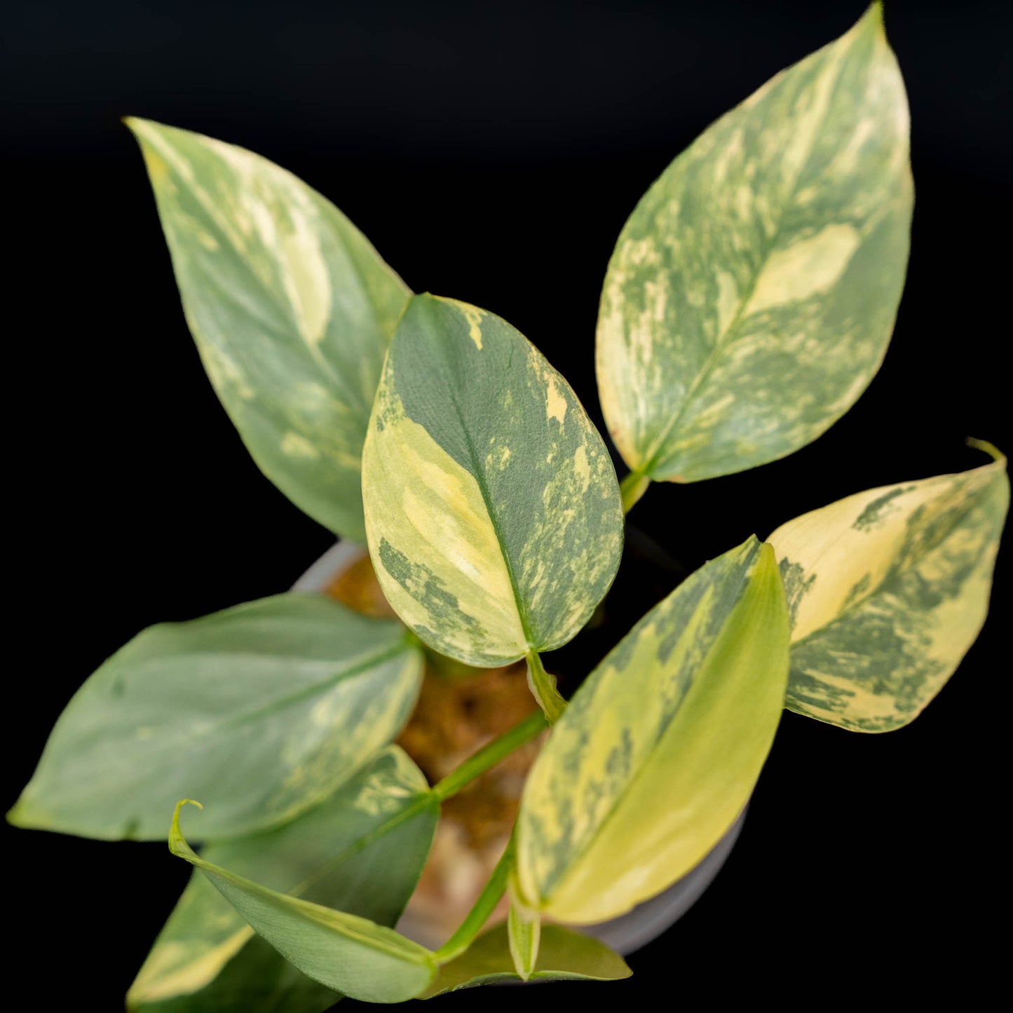 Philodendron 'Silver Sword' Variegated (SD43-01)