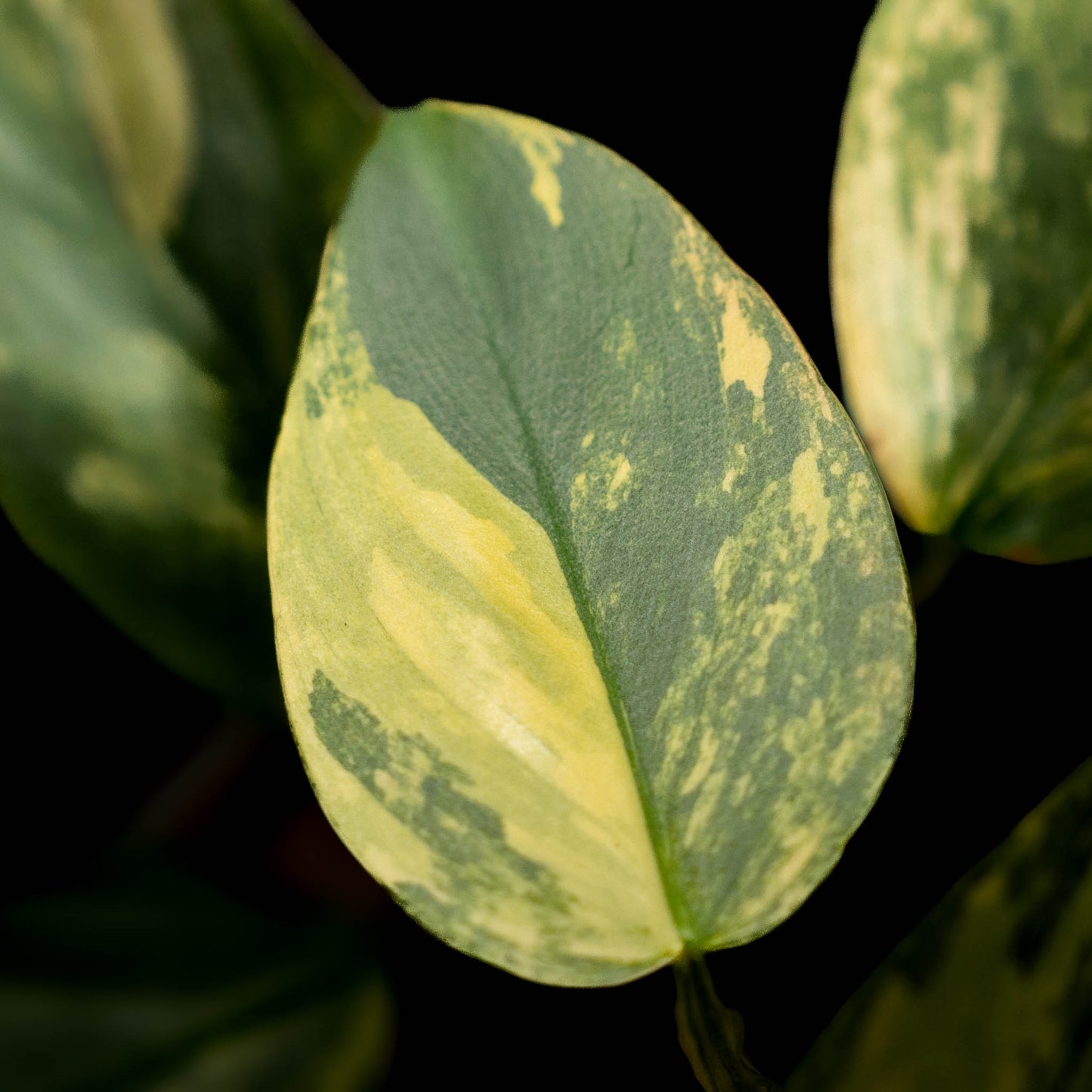 Philodendron 'Silver Sword' Variegated (SD43-01)