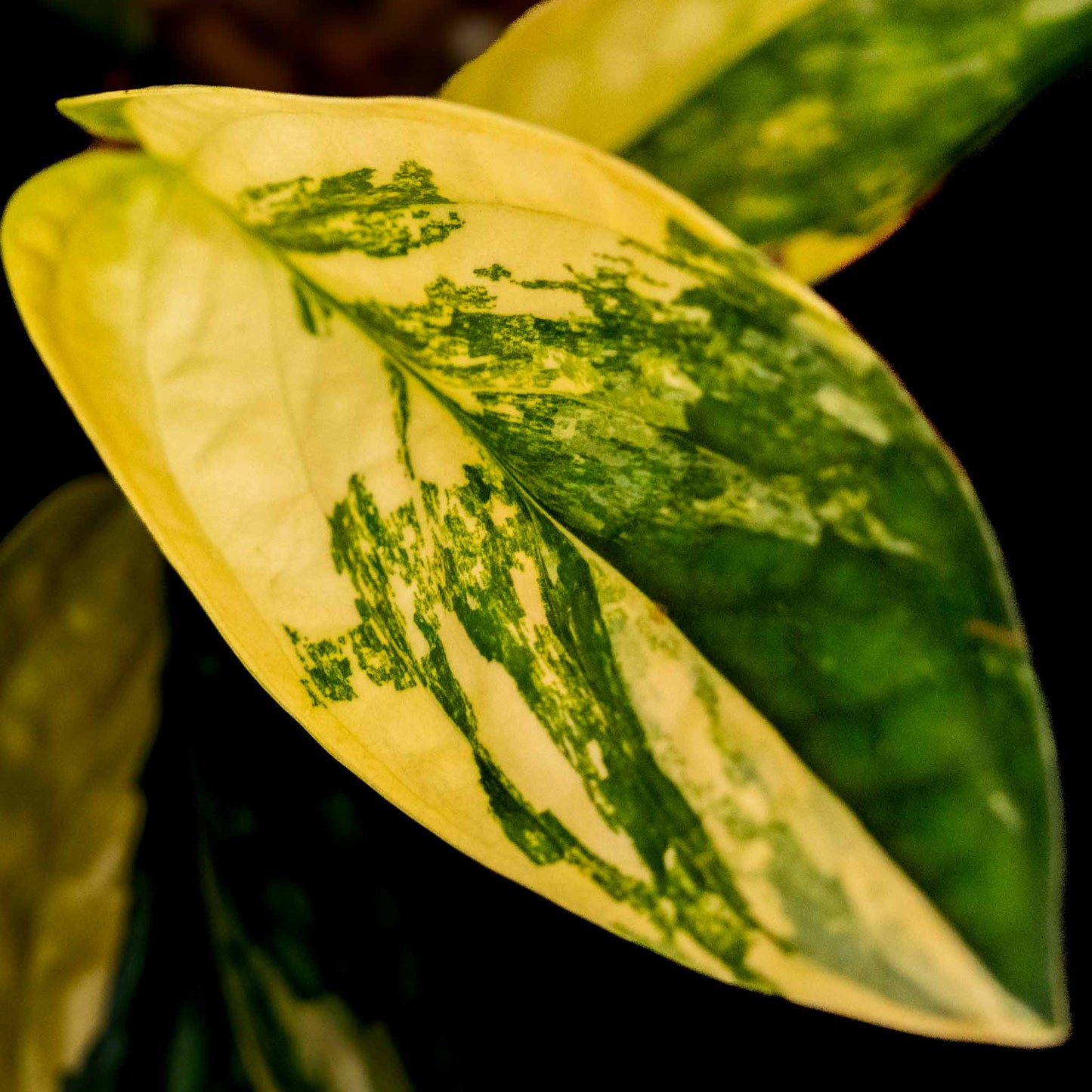 Monstera sp. 'Peru' Variegated (SD43-01)