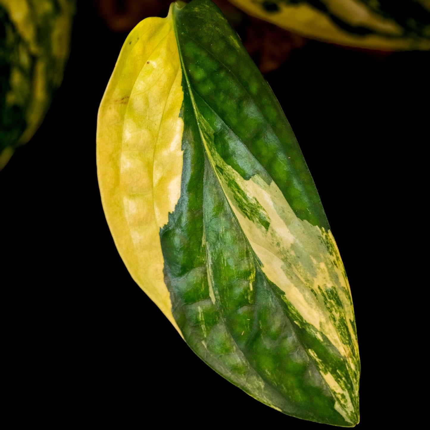 Monstera sp. 'Peru' Variegated (SD43-01)