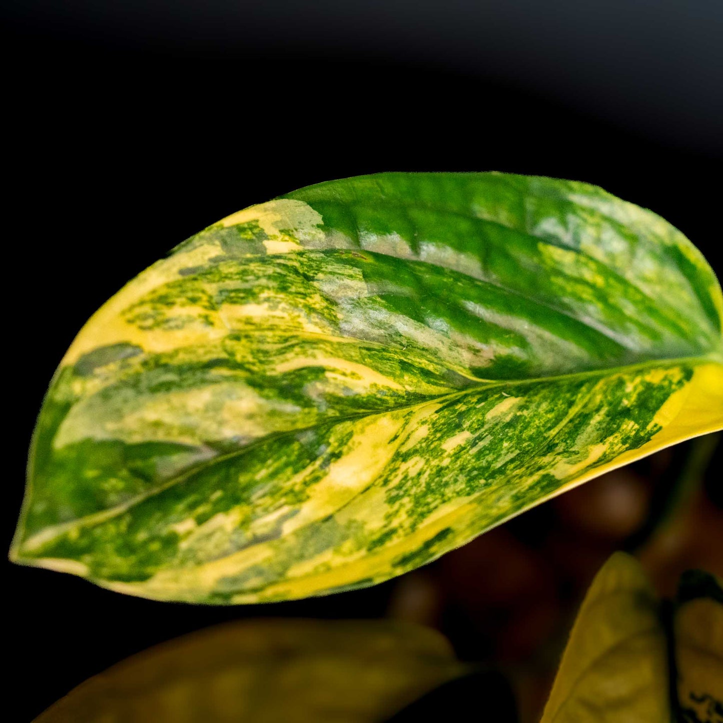 Monstera sp. 'Peru' Variegated (SD43-01)