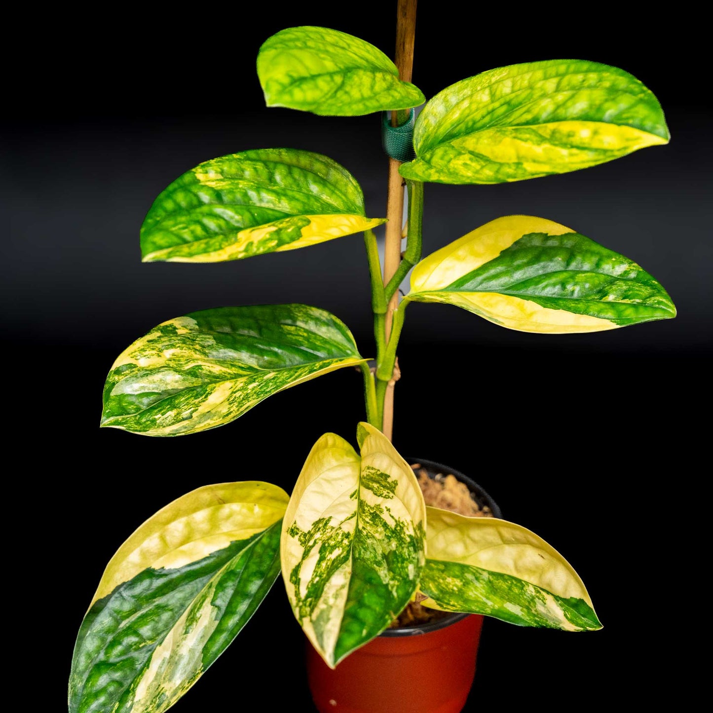 Monstera sp. 'Peru' Variegated (SD43-01)